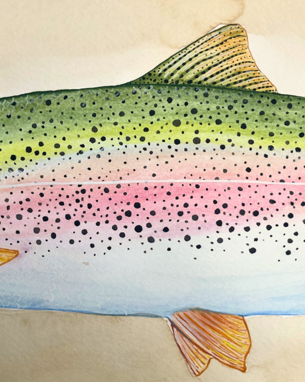 An Idaho Trout Study