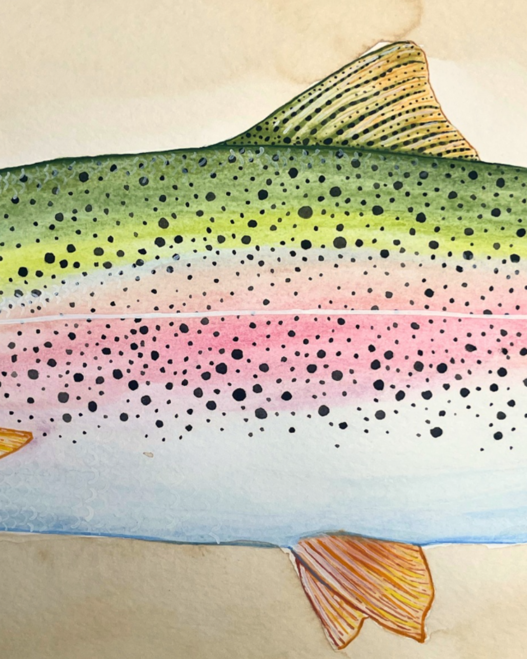 An Idaho Trout Study