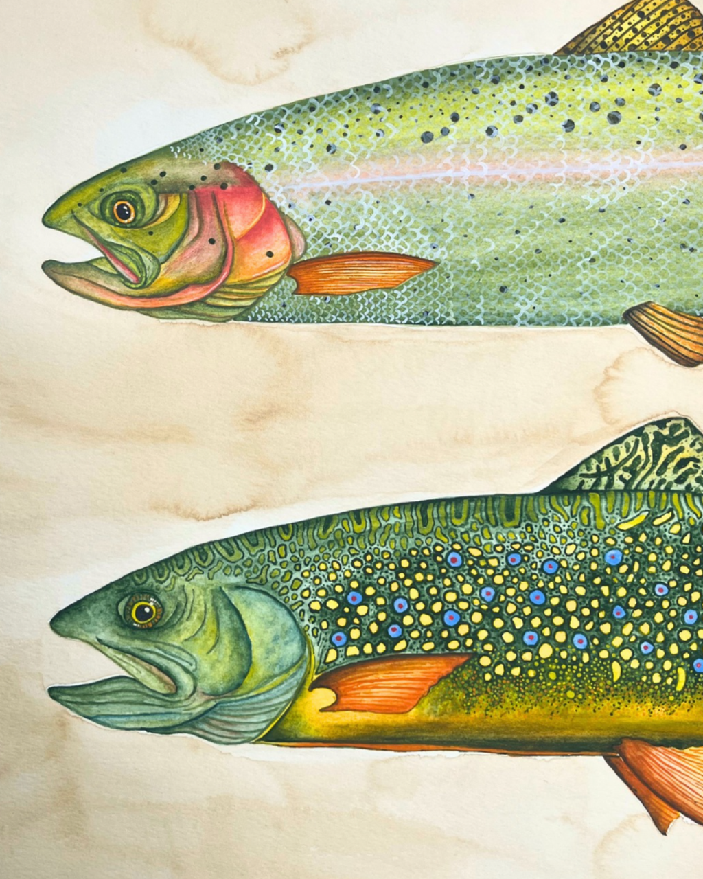 An Idaho Trout Study