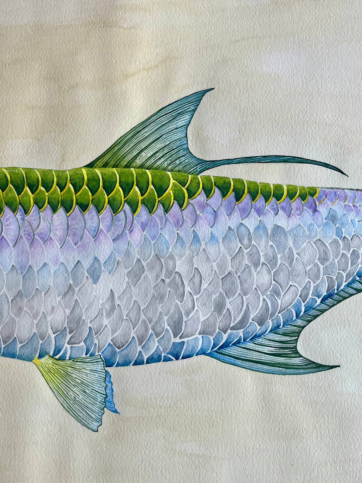 A Tarpon Field Study