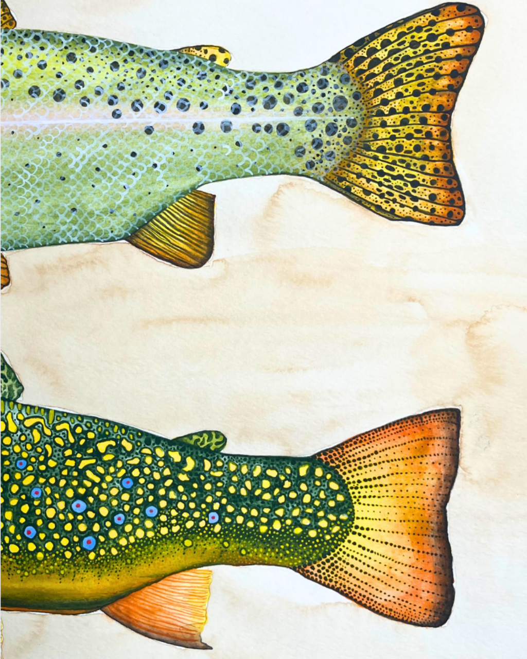 An Idaho Trout Study