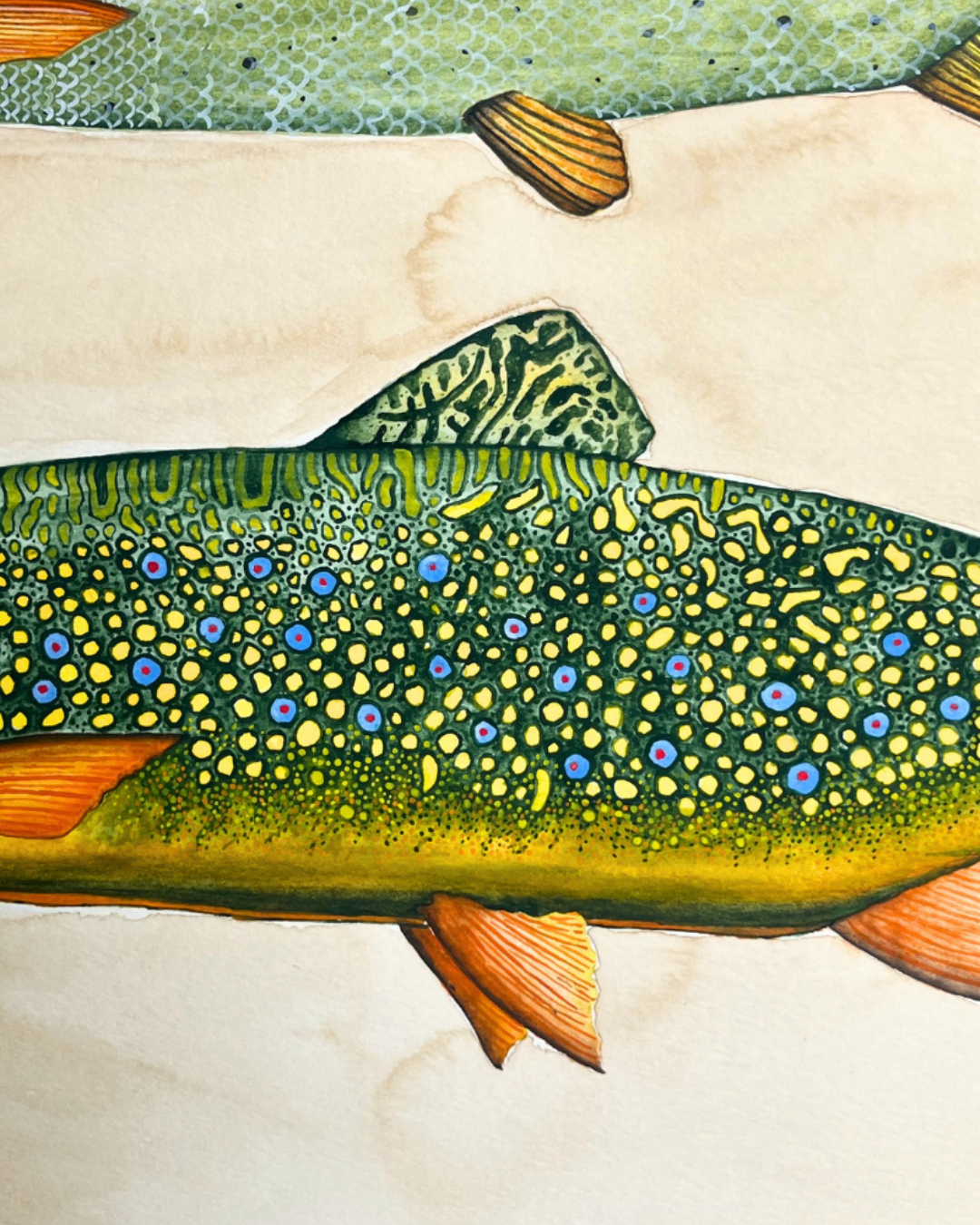 An Idaho Trout Study