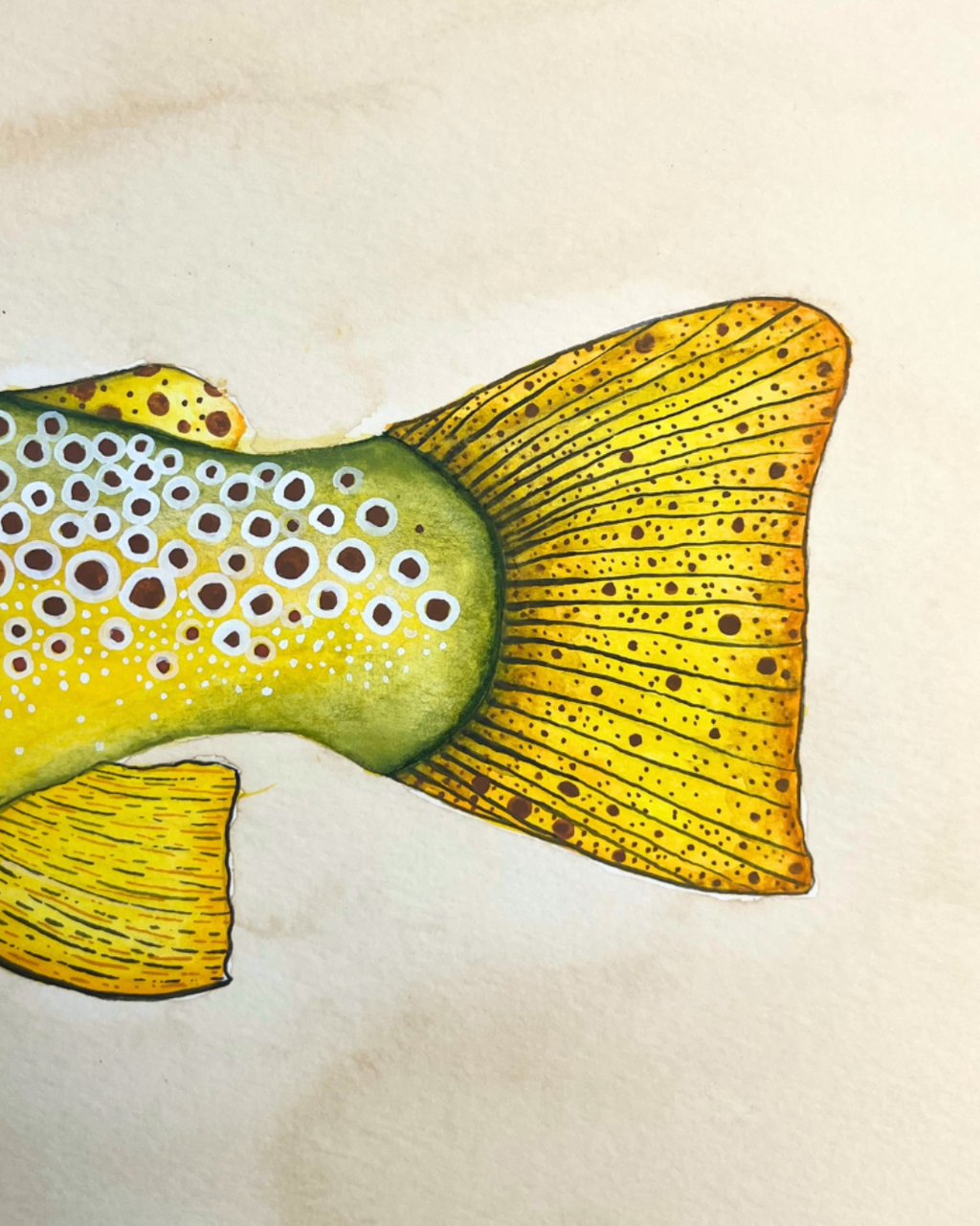 An Idaho Trout Study