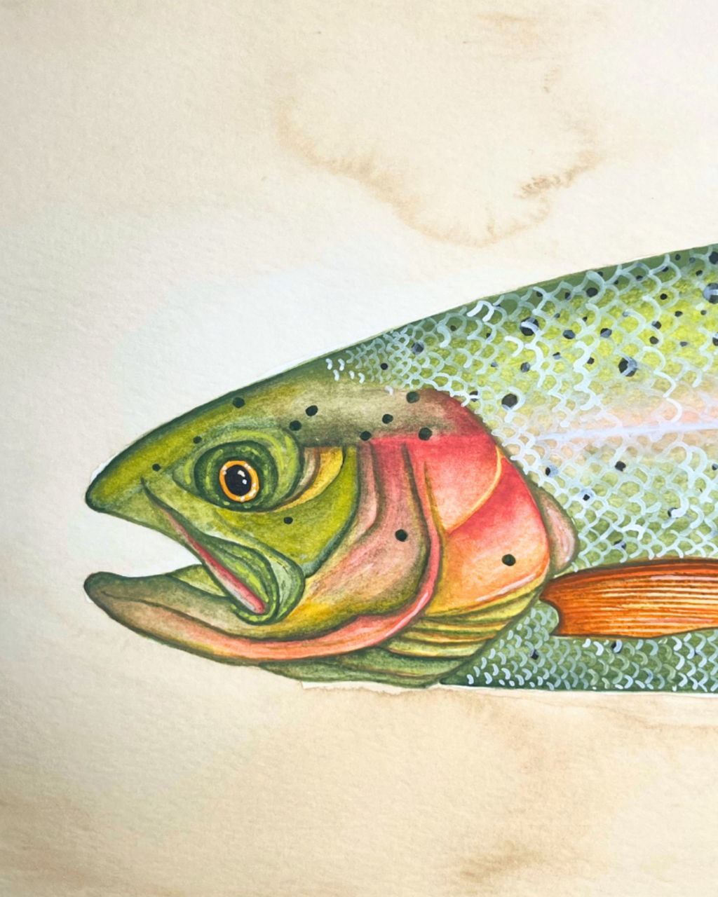 An Idaho Trout Study