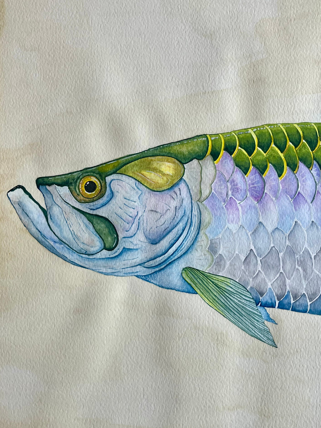 A Tarpon Field Study