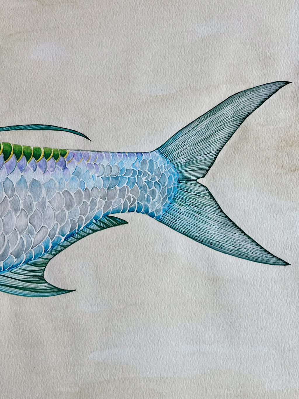 A Tarpon Field Study