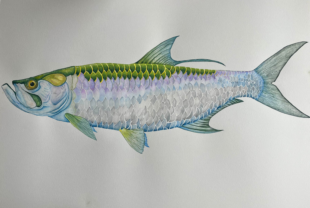 A Tarpon Field Study