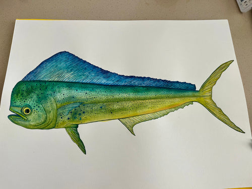 Mahi-Mahi in Profile